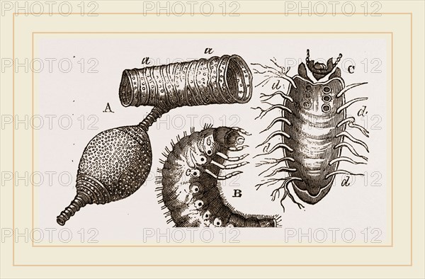 Details of Rhinoceros Beetle