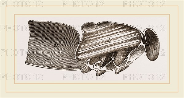 Muscles of Flight