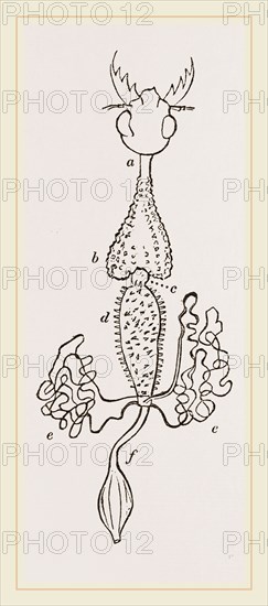 Intestines of Cicindela campestris