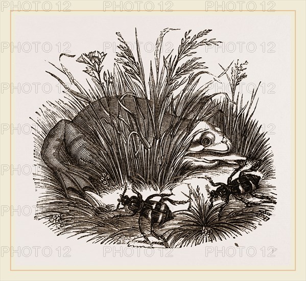 Neerophorus Sepultor and Frog
