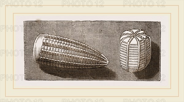 Egg of Butterfly and'of Moth