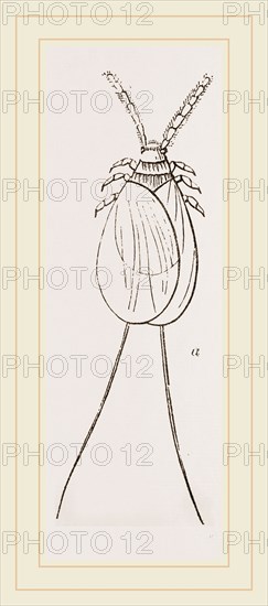 Cochineal Insects