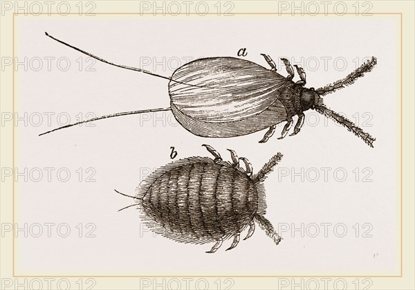 Cochineal Insects