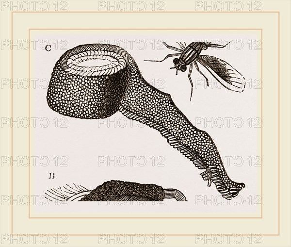 Chequered Blow-Fly and Larvae