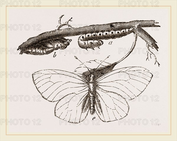 Black-veined White Butterfly