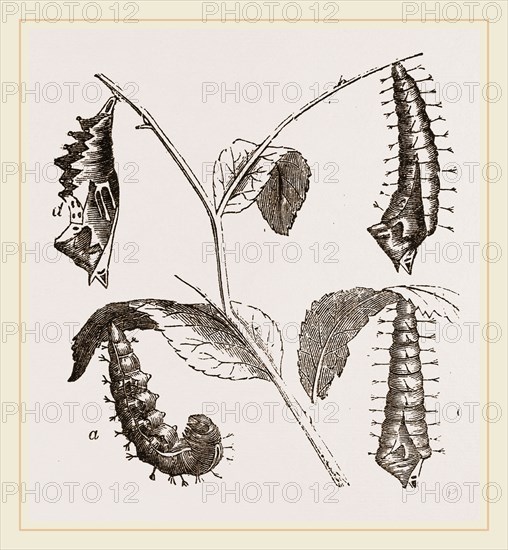 Suspended Caterpillars and Chrysalis