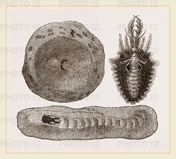 Larva of Ant-lion and Pit