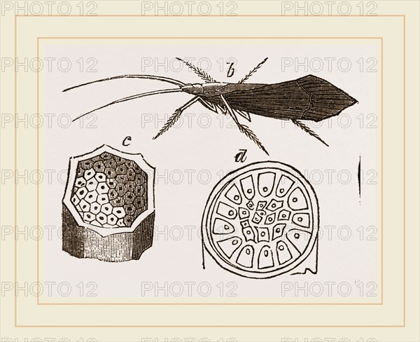 Pupa and Insect of Phryganea