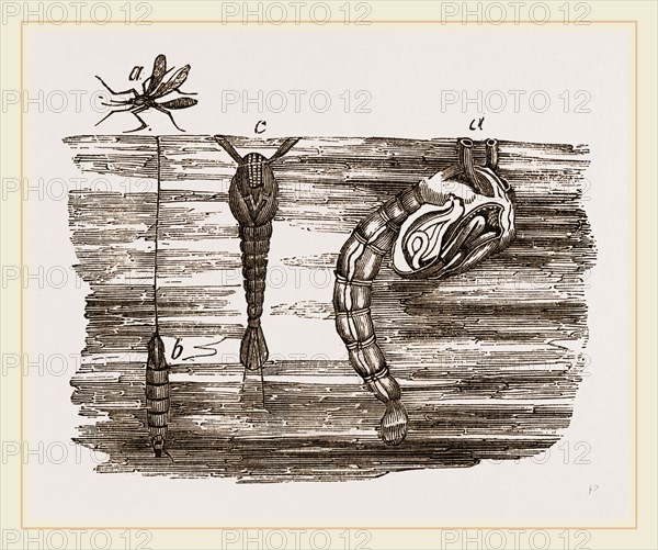 Tipula and Pupa