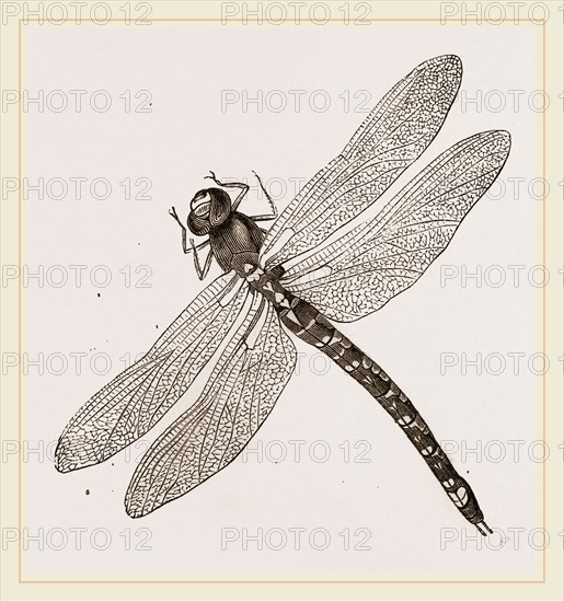 Dragon-Fly