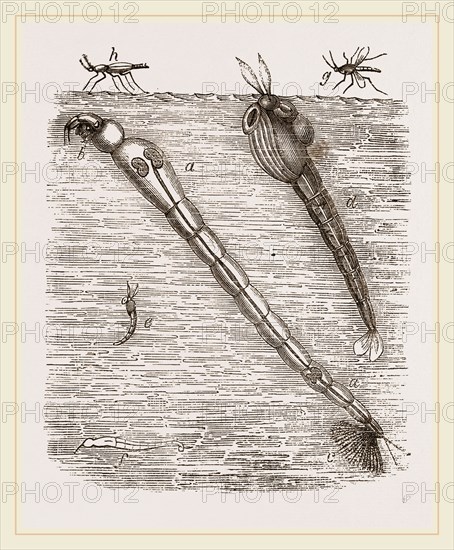 Larva of Corethra plumicornis
