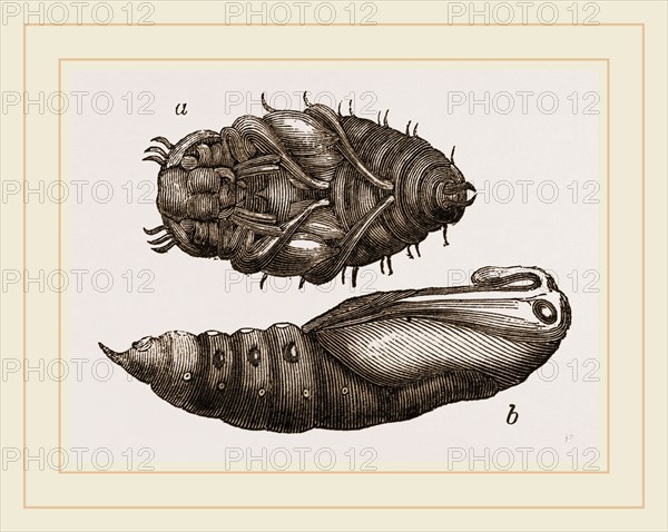 Pupa of a Water-Beetle and Privet Hawk Moth