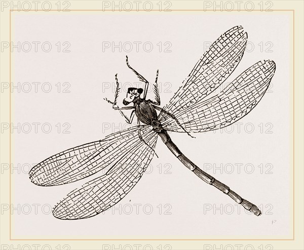 Virgin Dragon-fly