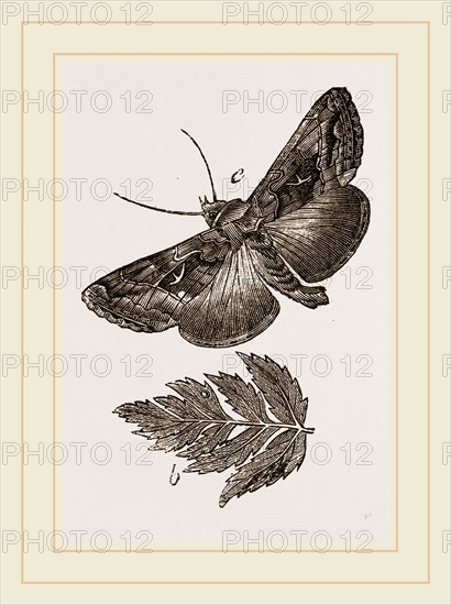 Gamma Moth