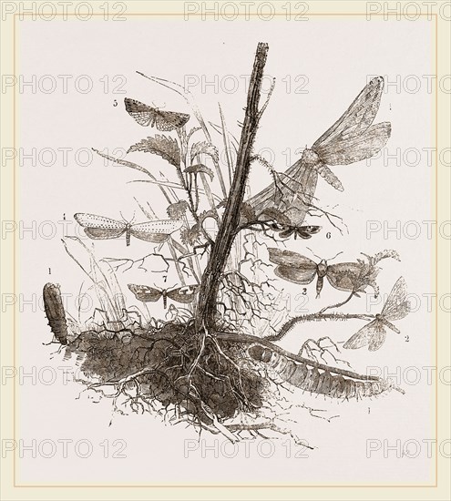 Group of Moths