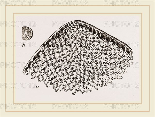 Lunulite en parasol