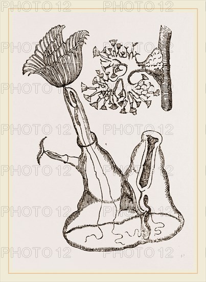 Plumatella cristata
