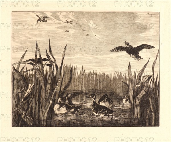 Félix Bracquemond (French, 1833 - 1914). Teal (Sarcelles). Etching. "false" first state.
