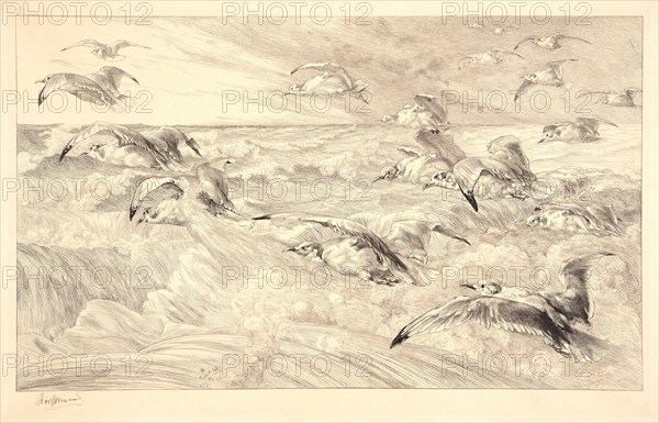 Félix Bracquemond (French, 1833 - 1914). Sea Gulls (Les Mouettes). Etching. Plate: 296 mm x 464 mm (11.65 in. x 18.27 in.). Fourth of four states.