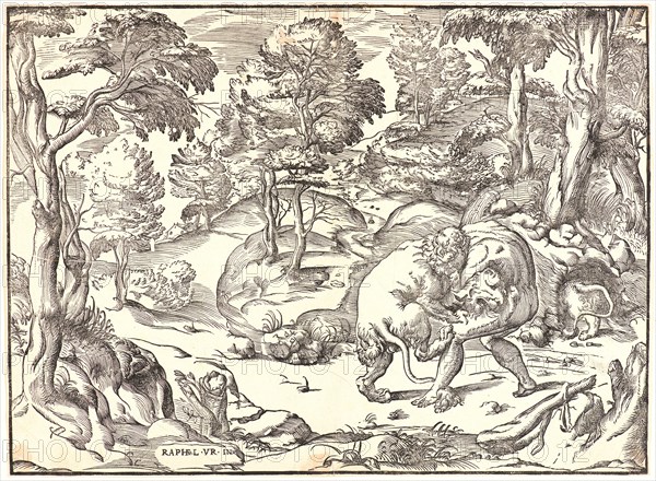 NicolÃ² Boldrini (Italian, born ca. 1500) after Raphael (Italian, 1483 - 1520). Hercules and the Nemean Lion, ca. 1535-1556. Woodcut.