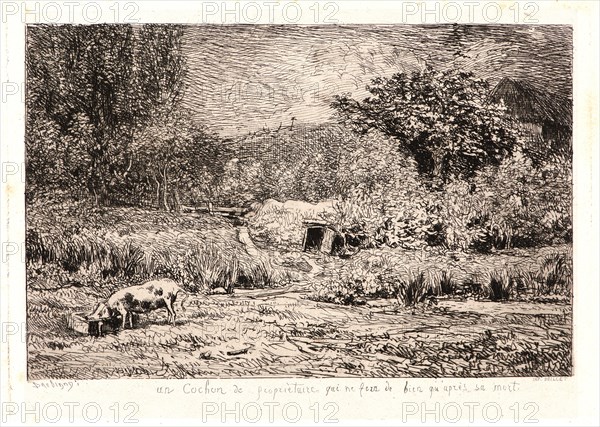 Charles FranÃ§ois Daubigny (French, 1817 - 1878). Pig in an Orchard (Le Cochon dans un Verger), ca. 1860. Etching on chine collé. Plate: 121 mm x 169 mm (4.76 in. x 6.65 in.). Third of three states.