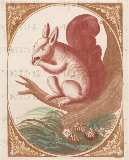 Squirrel on a tree branch, Anonymous, Johan Teyler, 1688 - 1748