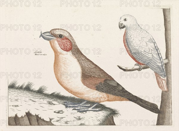 In the foreground a crossbill, right on a branch a white bird with curved beak, print maker: Anonymous, Dating 1688 - 1698