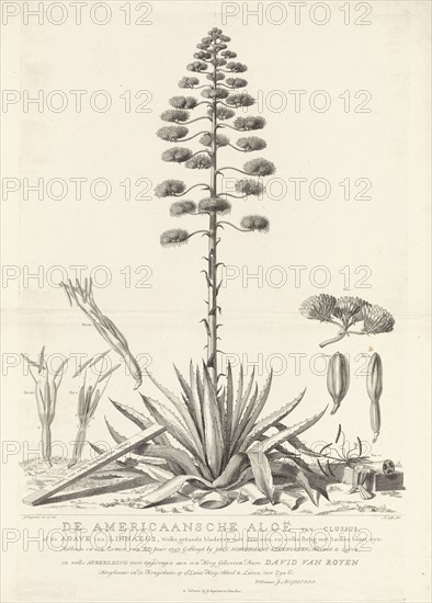 Botanical drawing of blooming agave plant, Agavoideae, Abraham Delfos, Jacobus Luberti Augustini, David van Royen, 1757