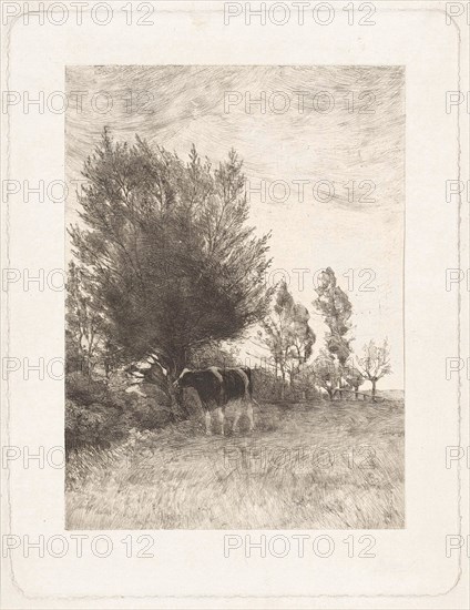 Landscape with cow at tree, Willem Steelink (II), 1866-1928, print maker: Willem Steelink II, 1866 - 1928