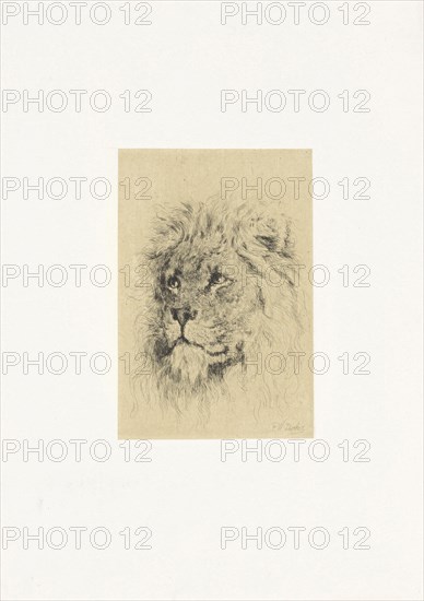 Head of a lion, Frederick Willem Zurcher, 1845-1894