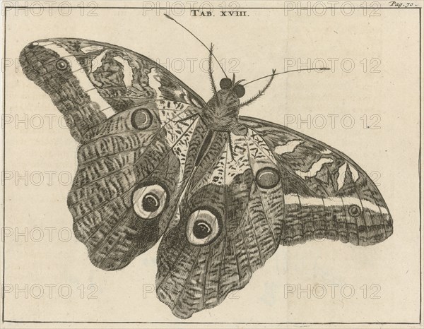 Surinamese giant butterfly XVIII, Jan Luyken, Jan Claesz ten Hoorn, 1680