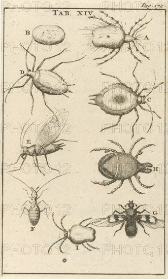 bugs XIV Jan Luyken, Jan Claesz ten Hoorn, 1680