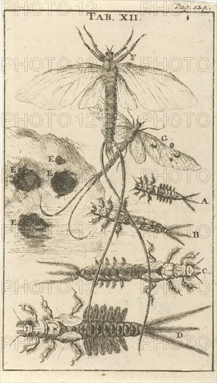 Mayfly XII, Jan Luyken, Jan Claesz ten Hoorn, 1680