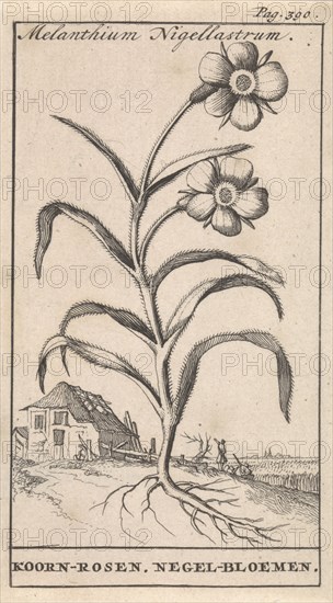 Flower, Caspar Luyken, Jan Claesz ten Hoorn, 1698