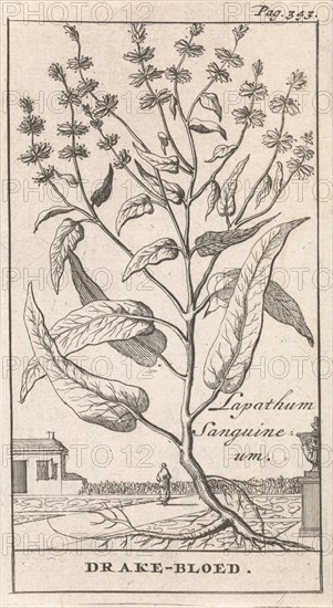 Plant, Caspar Luyken, Jan Claesz ten Hoorn, 1698