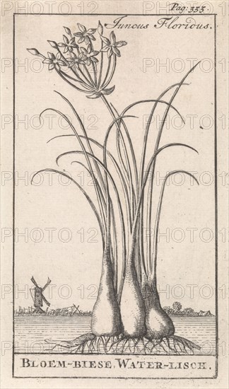 Common spike-rush, creeping spike-rush or marsh spike-rush, Eleocharis palustris, Caspar Luyken, Jan Claesz ten Hoorn, 1698
