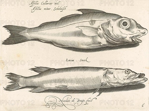 Haddock and pike, Nicolaes de Bruyn, 1581 - 1656