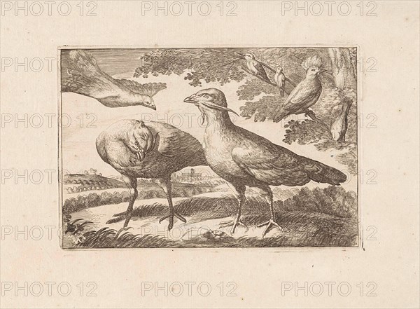 Geese and a cockatoo, Francis Barlow, Pieter Schenk (I), 1675 - 1711