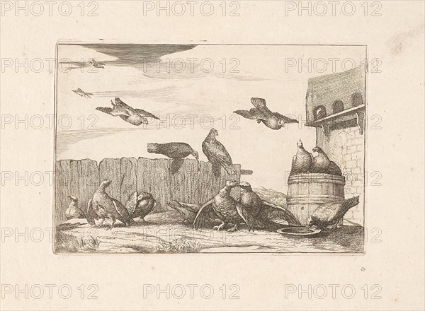 Pigeons, Francis Barlow, Pieter Schenk (I), 1675 - 1711