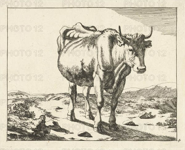 Standing cow, viewed from the front, print maker: Marcus de Bye, Paulus Potter, 1657 - c. 1677 and/or 1728 - c. 1761