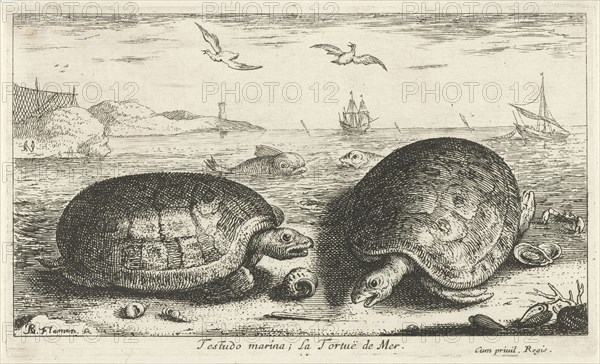 Two turtles on the beach, Albert Flamen, 1664