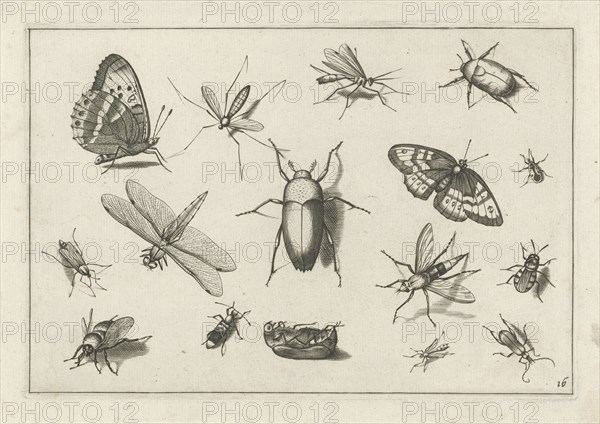 Insects, Jacob Hoefnagel, Joris Hoefnagel, Claes Jansz. Visscher (II), 1630