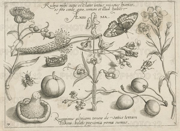 Insects, plants and fruits around a sweet pea, print maker: Jacob Hoefnagel, Joris Hoefnagel, Christoph Weigel possibly, 1592 and/or 1693 - 1726