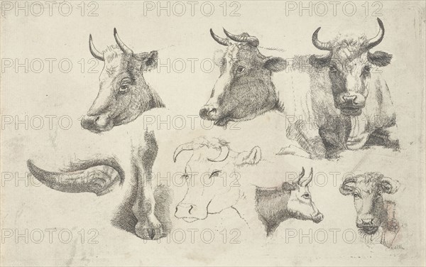 Study Sheet with heads of cows, Andries Leijerdorp, 1799 - 1854