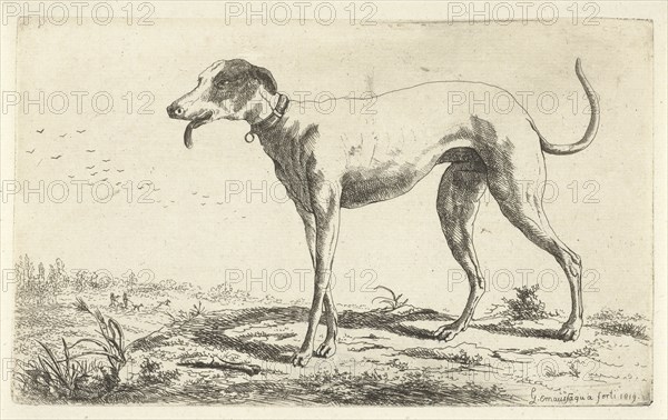 Greyhound Diana, Gerardus Emaus de Micault, 1819