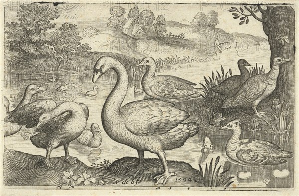 Swan and geese and ducks near the water, print maker: Nicolaes de Bruyn, Nicolaes de Bruyn, Francoys van Beusekom, 1594