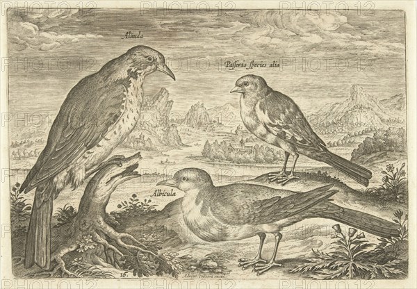 Three birds in a landscape, Adriaen Collaert, 1598 - 1602