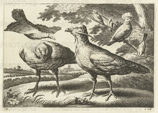 Geese and a cockatoo, Pieter van Lisebetten, Wenceslaus Hollar, Francis Barlow, 1654 - 1678