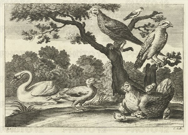 Swan, hen with chicks and other birds, Pieter van Lisebetten, Wenceslaus Hollar, Francis Barlow, 1654-1678