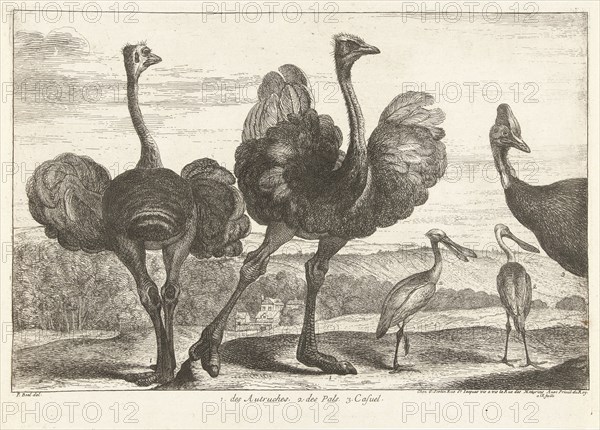 Ostriches, cassowary and spoonbill, Gérard Scotin (I), Lodewijk XIV (koning van Frankrijk), 1670 - 1674
